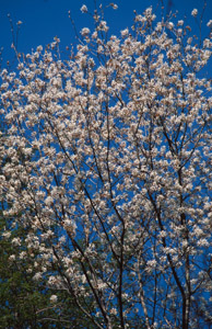 Downy serviceberry tree in spring